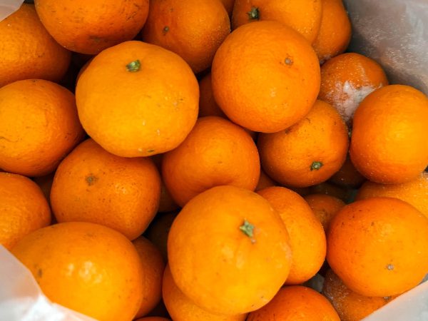 🍊もうすぐ始まる、早生みかんの収穫 — 畑から届く秋のたより