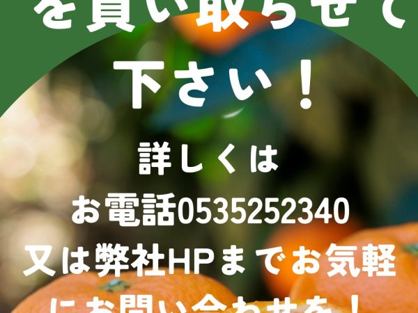 加工用みかん募集中