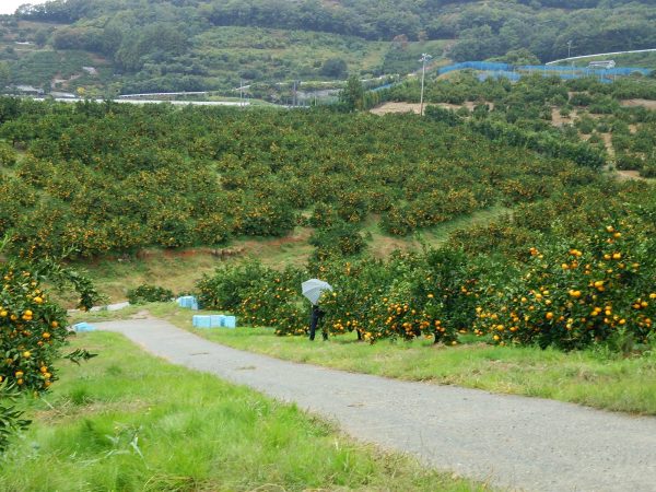 陽だまりファーム　みかんの木を粉砕して有機物として畑に戻す