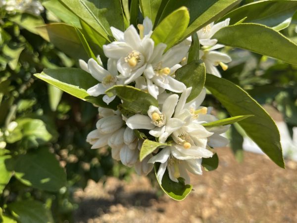みかんの花が咲き始めました｜春から始まる、実りへの第一歩