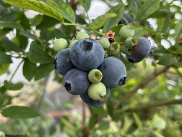 【ブルーベリーの収穫、はじまりました！】