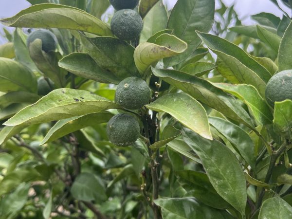夏の畑から ～摘果（てきか）作業が始まりました～