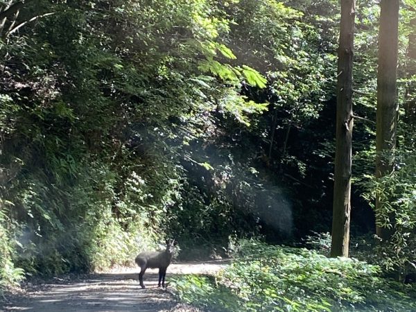 山の守り神かも？畑道で目が合った“あの動物”