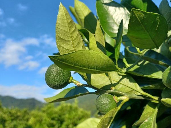 暑い日が続いていますが、収穫まで摘果作業が続きます