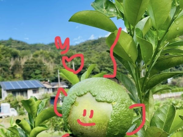 🍊ミカンだけじゃない、陽だまりファームの柑橘たち
