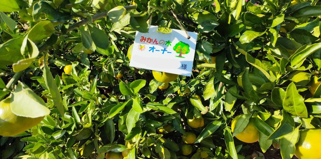みかんの木オーナー