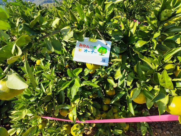 🍊オーナー様向け 10/27 みかん情報♪
