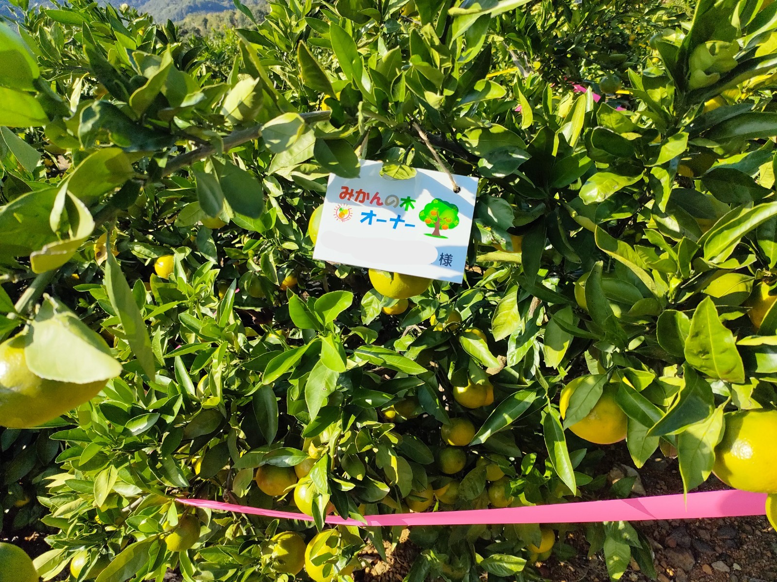 みかんの木オーナー