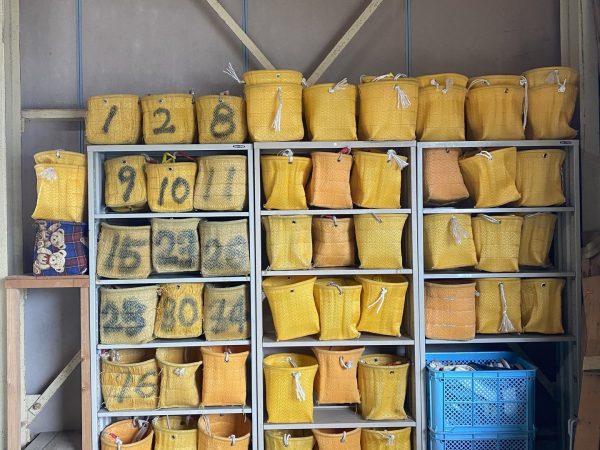 🍊もうすぐ収穫！みかんシーズンに向けた準備が始まりました