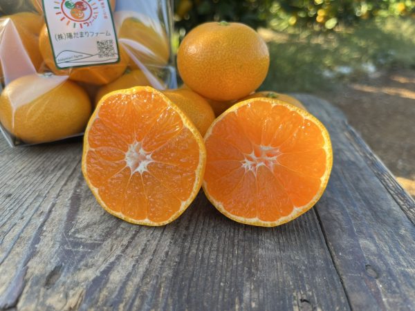 11月中旬から、いよいよ早生みかんの収穫がスタートします🍊