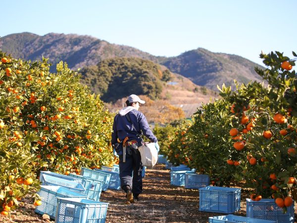 さあ、採るぞ。——畑に立つ、その一歩から