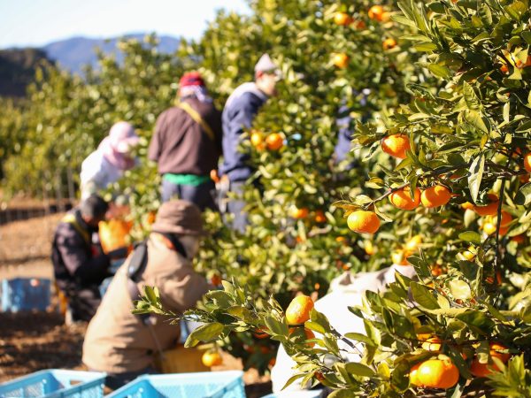 今季のみかん収穫が終了しました