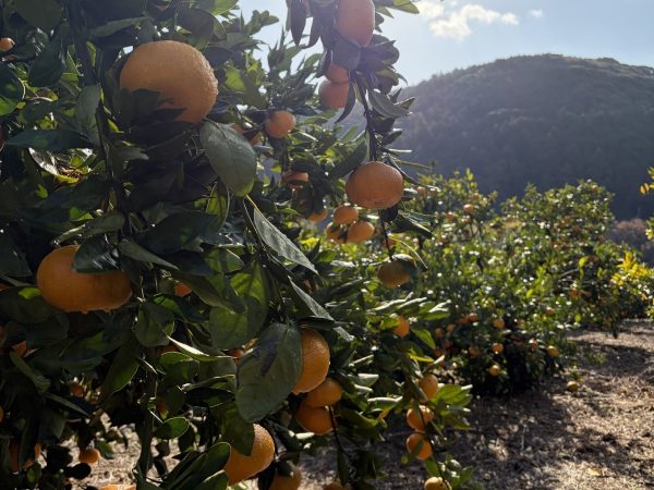 🍊青島みかんの収穫がスタートしました