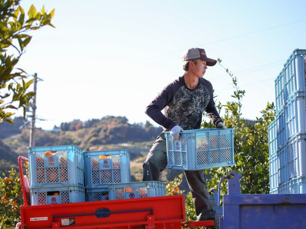 みかんは、畑から倉庫に届くまでが一番重たい