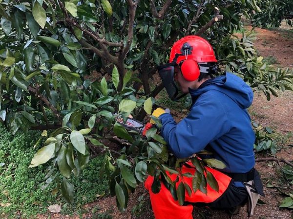 みかんの間伐作業を始めました