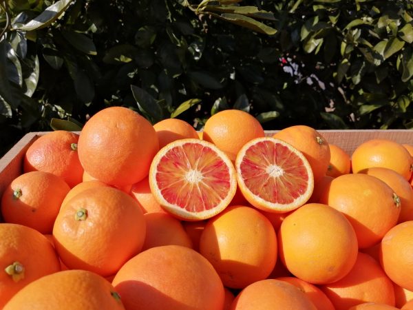 国産ブラッドオレンジ、予約販売を開始しました